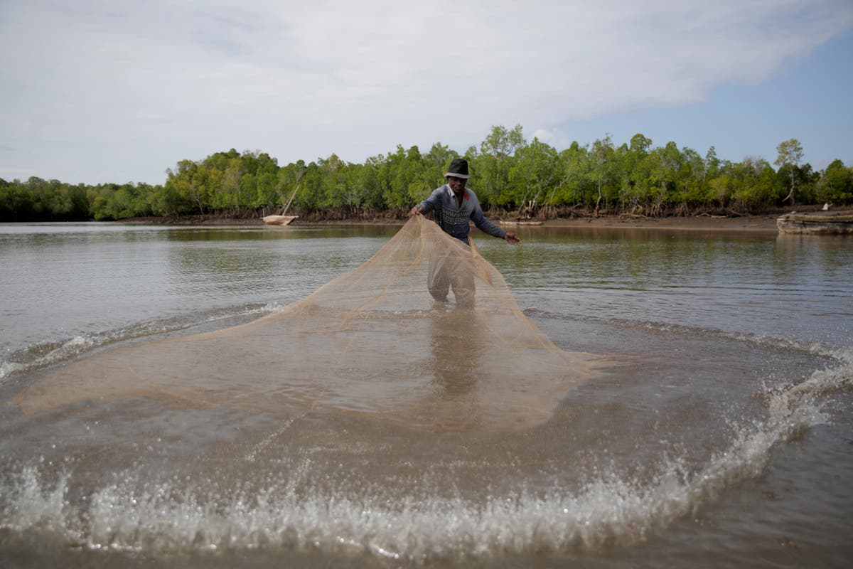 AP PHOTOS: In Kenya, nearly a decade of mangrove restoration