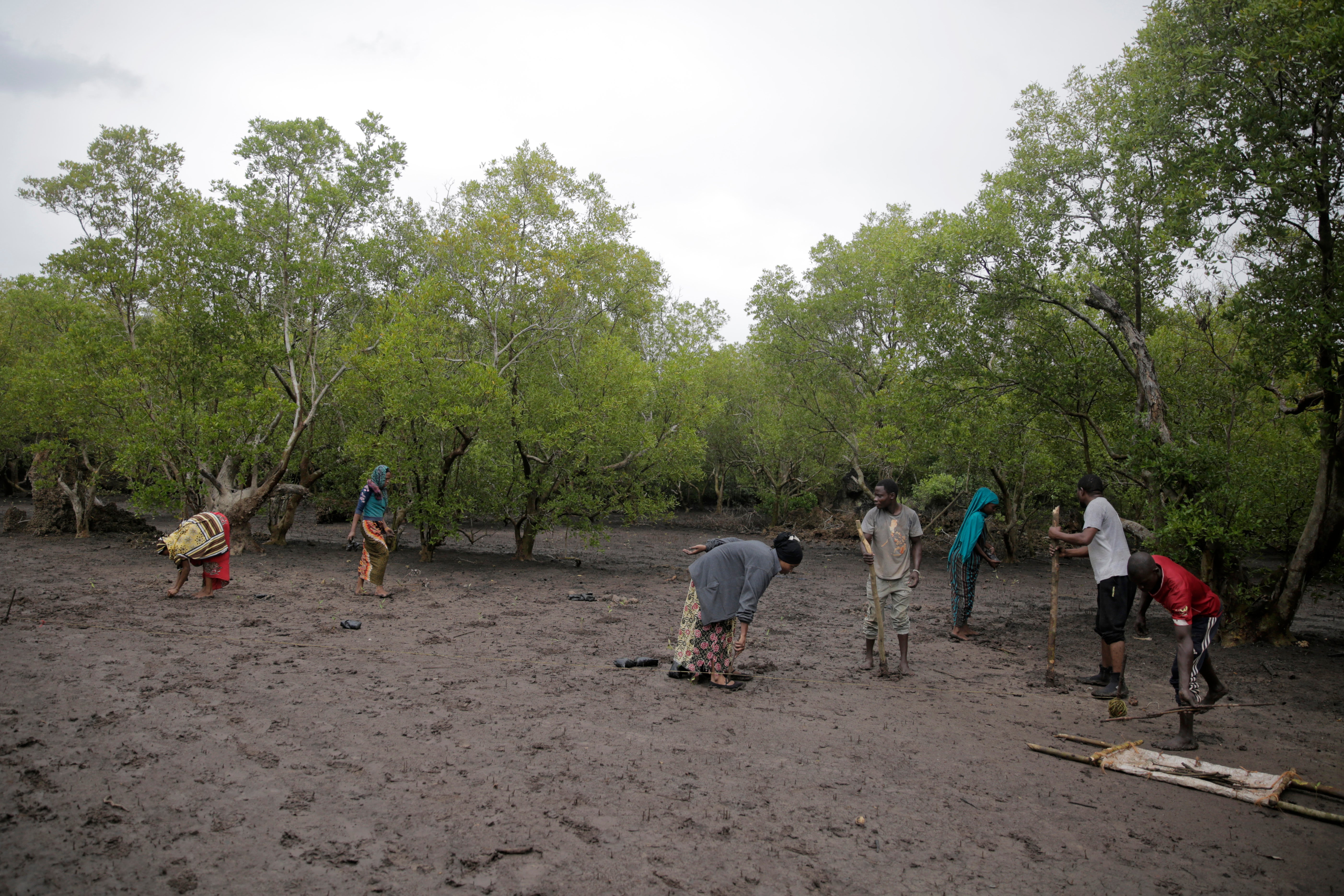 Africa Mangroves Photo Gallery
