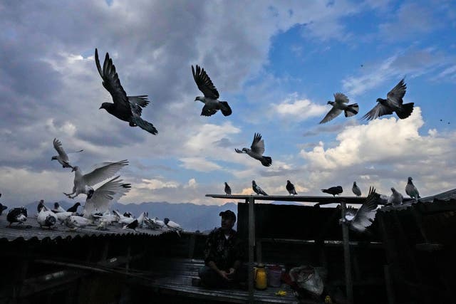 India Kashmir Pigeon Keeping Photo Gallery