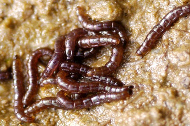 <p>The larvae of ‘Belgica antarctica’, a flightless midge and Antarctica’s only indigenous insect</p>