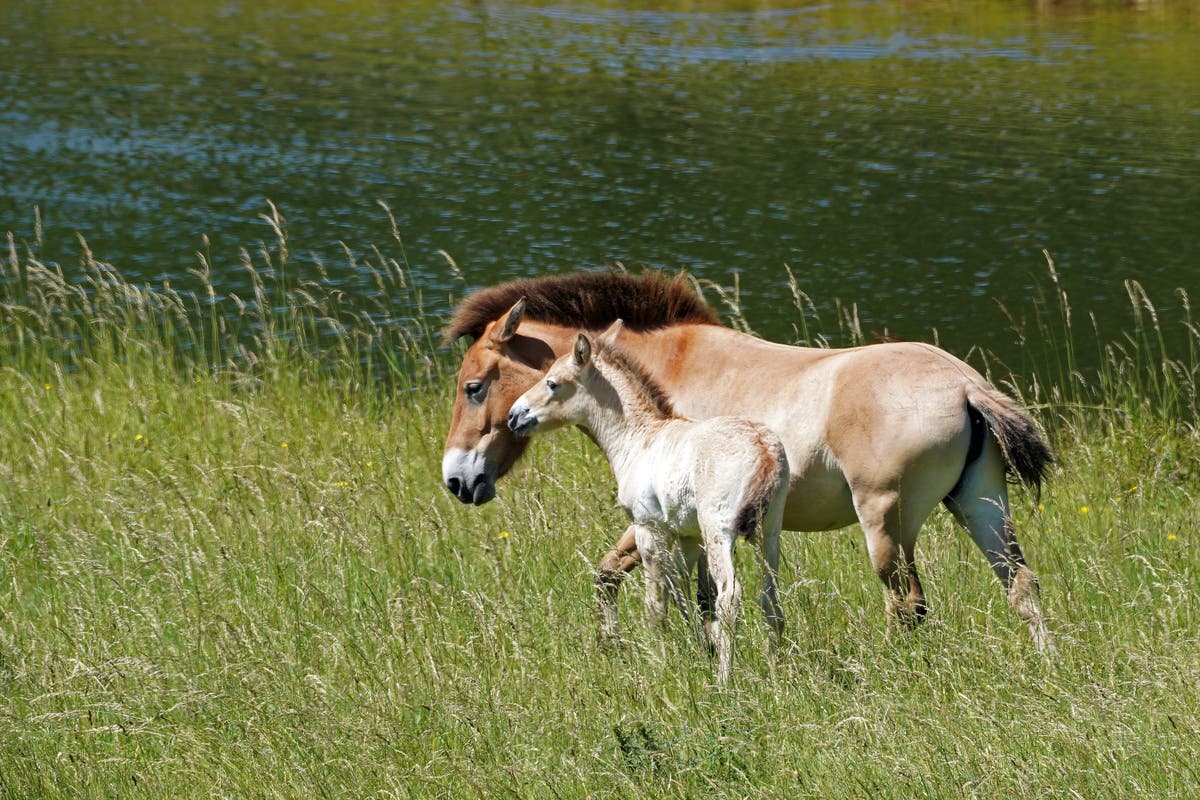 British zoo celebrates birth of rare horse that went extinct in the wild for almost 40 years