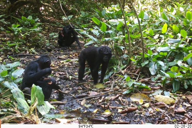 <p>Chimpanzees in the Waibira community, Uganda</p>