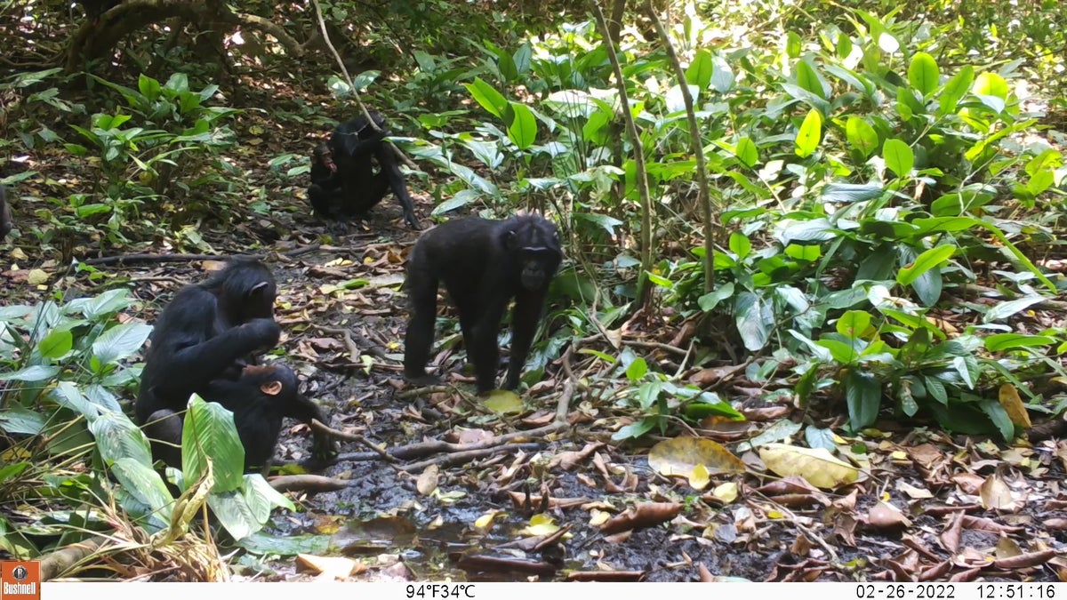 Rainforest chimpanzees are digging wells ‘after learning from an immigrant ape’