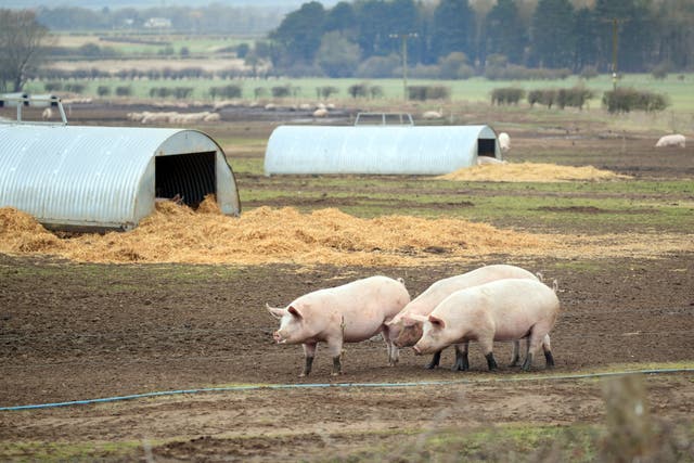 A highly antibiotic-resistant MRSA strain that arose in pigs ‘can jump to humans’ say researchers (Danny Lawson/PA)