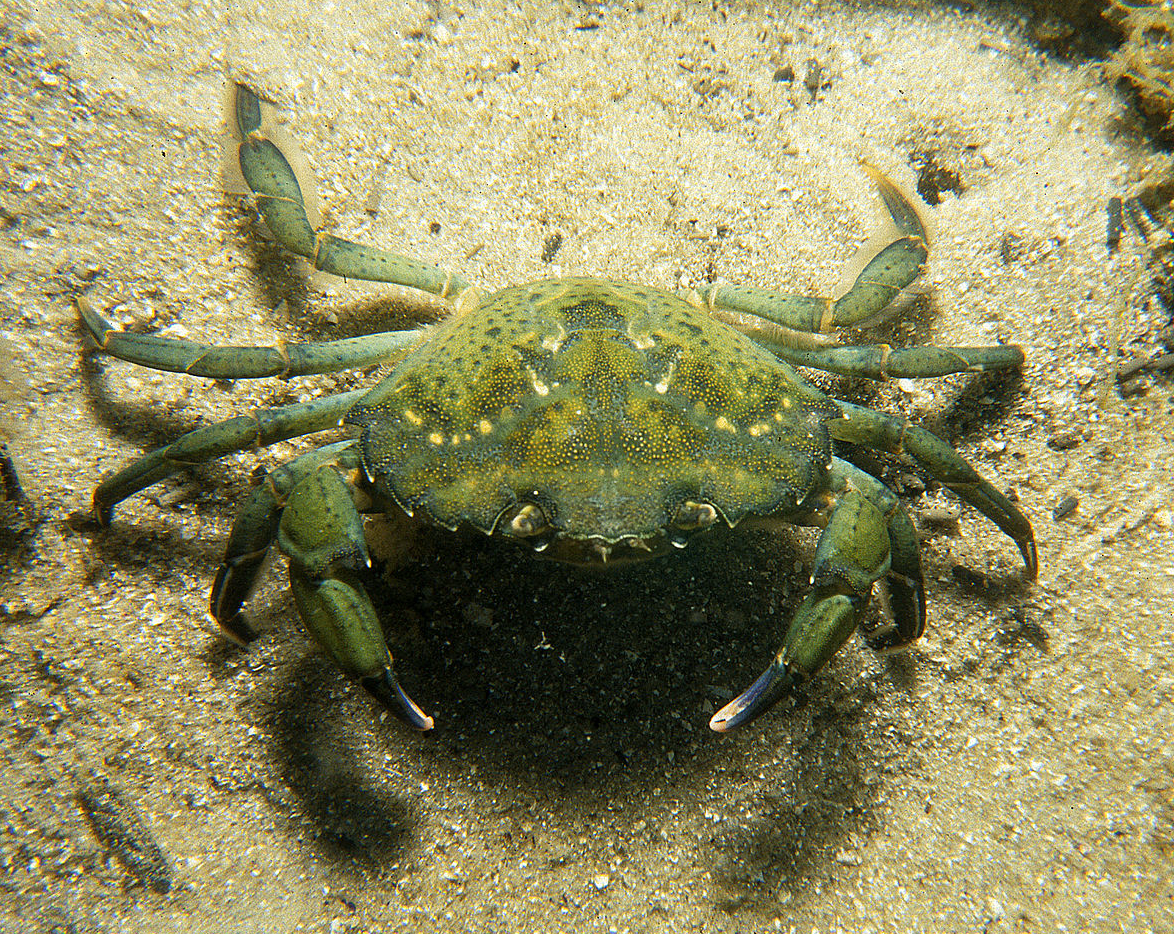 The invasive European green crab