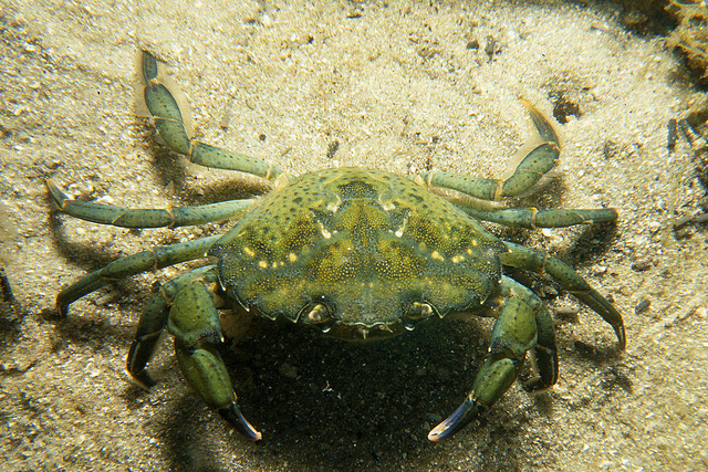 <p>The invasive European green crab</p>