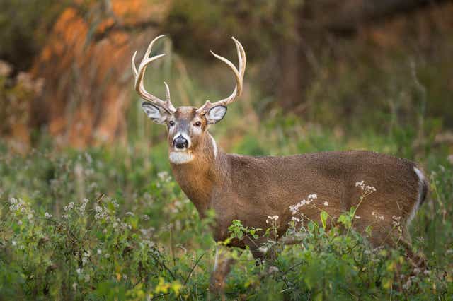 <p>As dry conditions supress vegetation growth, deer in parts of Texas may grow smaller antlers</p>
