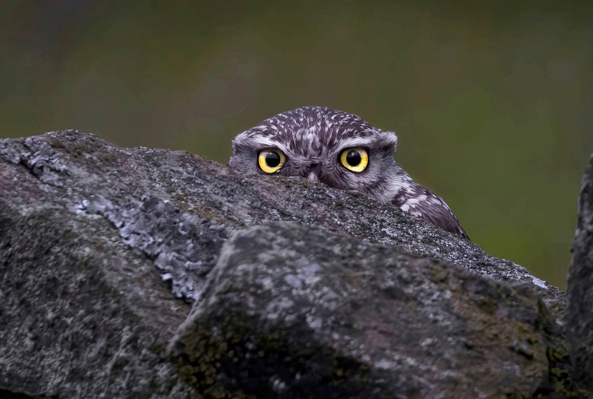 Keen-eyed wildlife photographer captures owl in camouflage hiding behind wall
