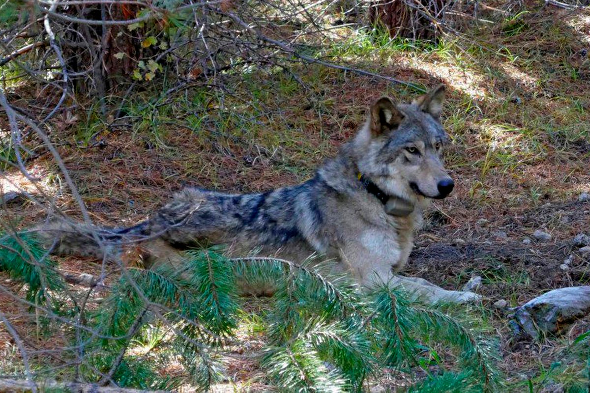 Conservationists call for action on Northwest wolf poaching