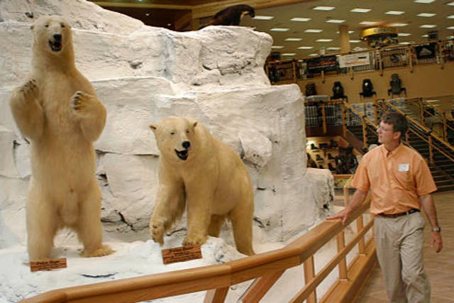 <p>‘Game trophies’ of polar bears</p>