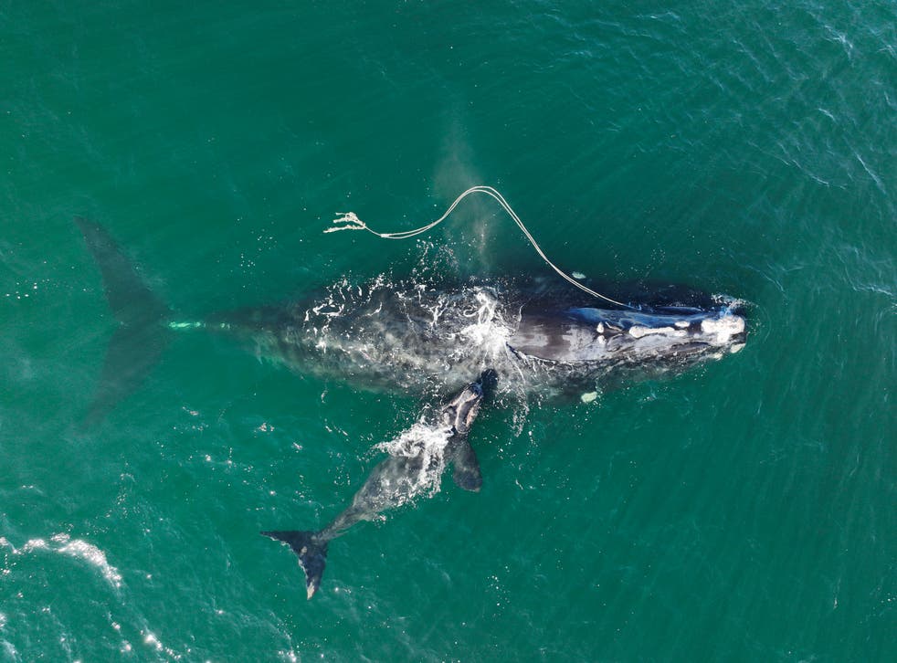 Whale Entanglement