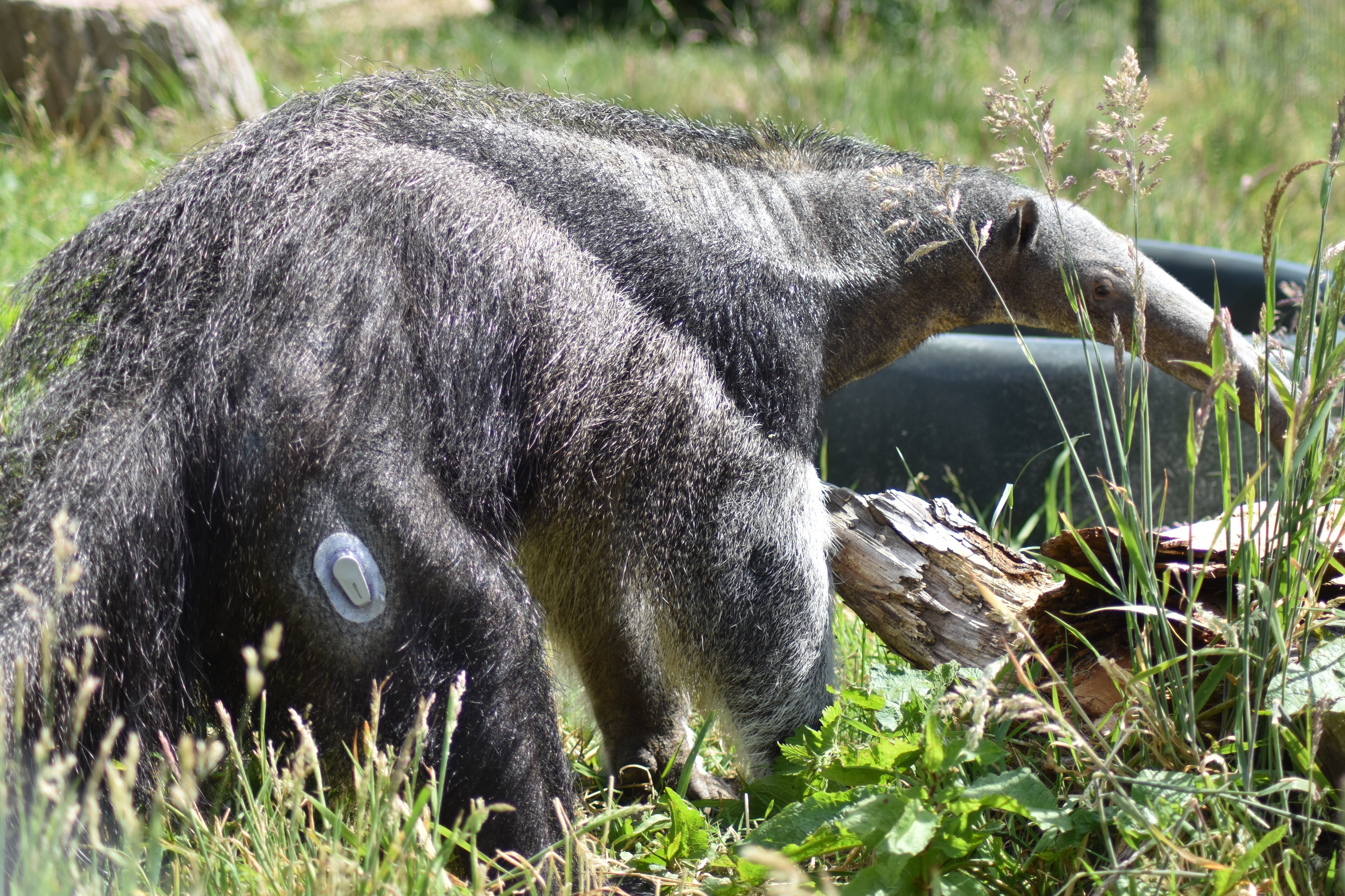 Giant anteater Nala has been diagnosed with type 1 diabetes (RZSS/PA)