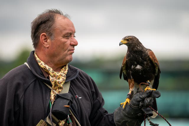 Wayne Davis and Rufus the Harris hawk on day three of Wimbledon 2022 (Aaron Chown/PA)