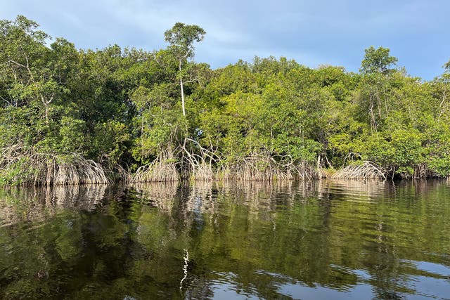 Mangroves will be supported by the funding (Emily Beament/PA)