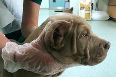 Man jailed for having puppies’ ears cropped