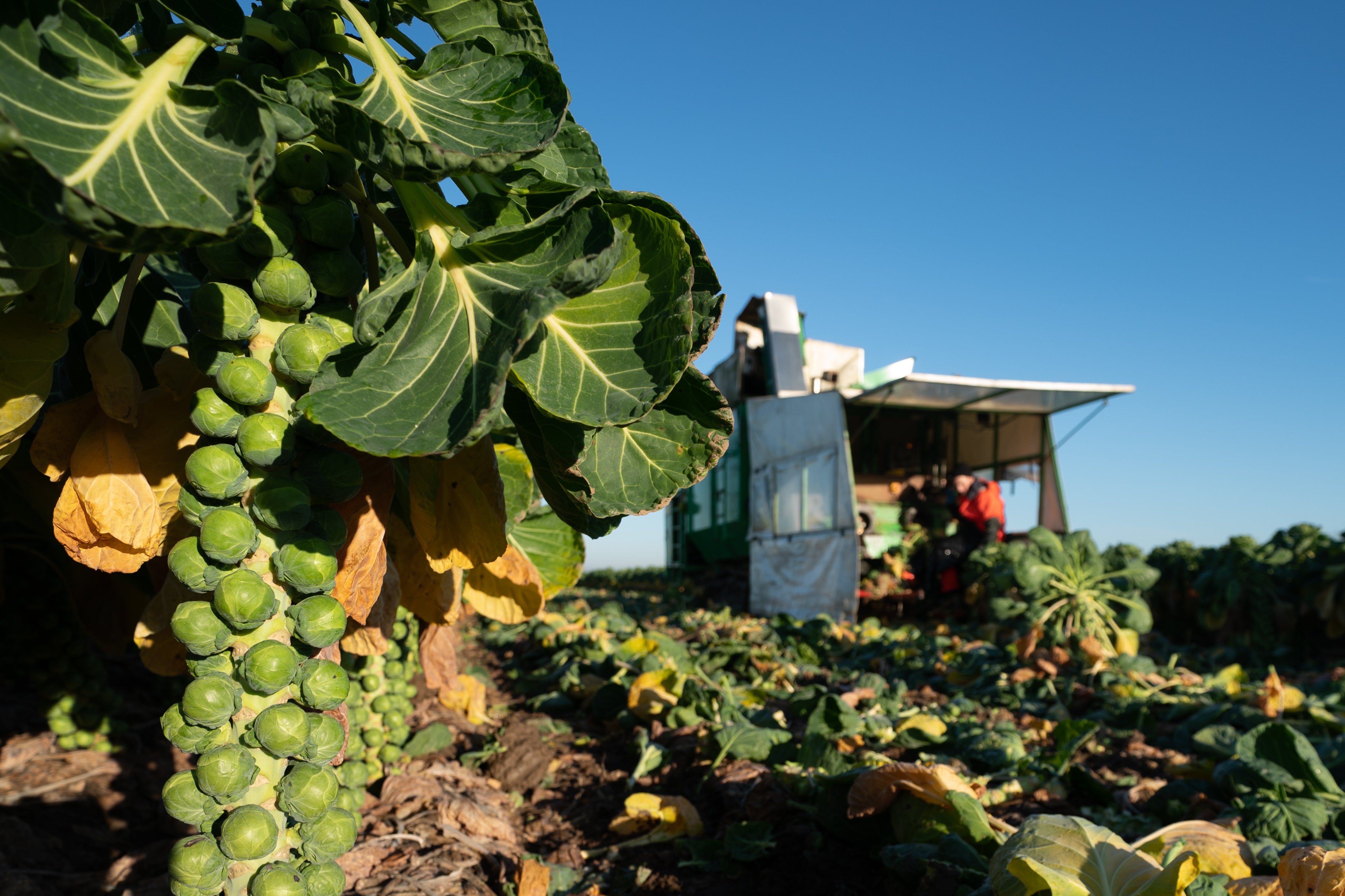 Brussels sprouts are harvested (Joe Giddens/PA)