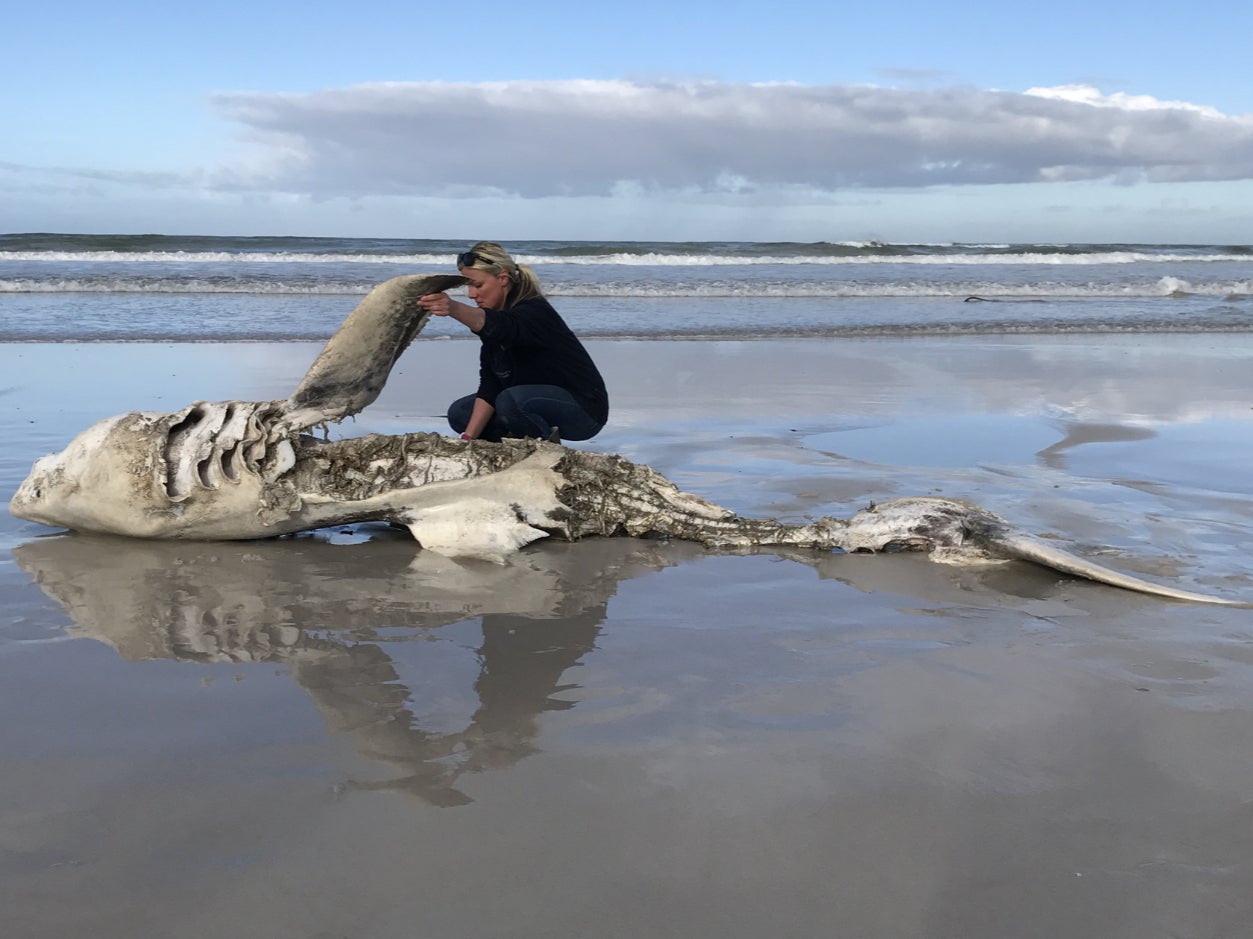 Lead author of the research, Alison Towner, with the carcass of a great white shark, washed up on shore following a killer whale attack