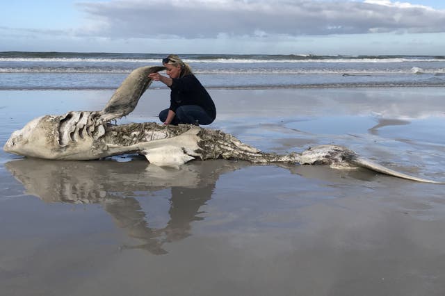 <p>Lead author of the research, Alison Towner, with the carcass of a great white shark, washed up on shore following a killer whale attack</p>