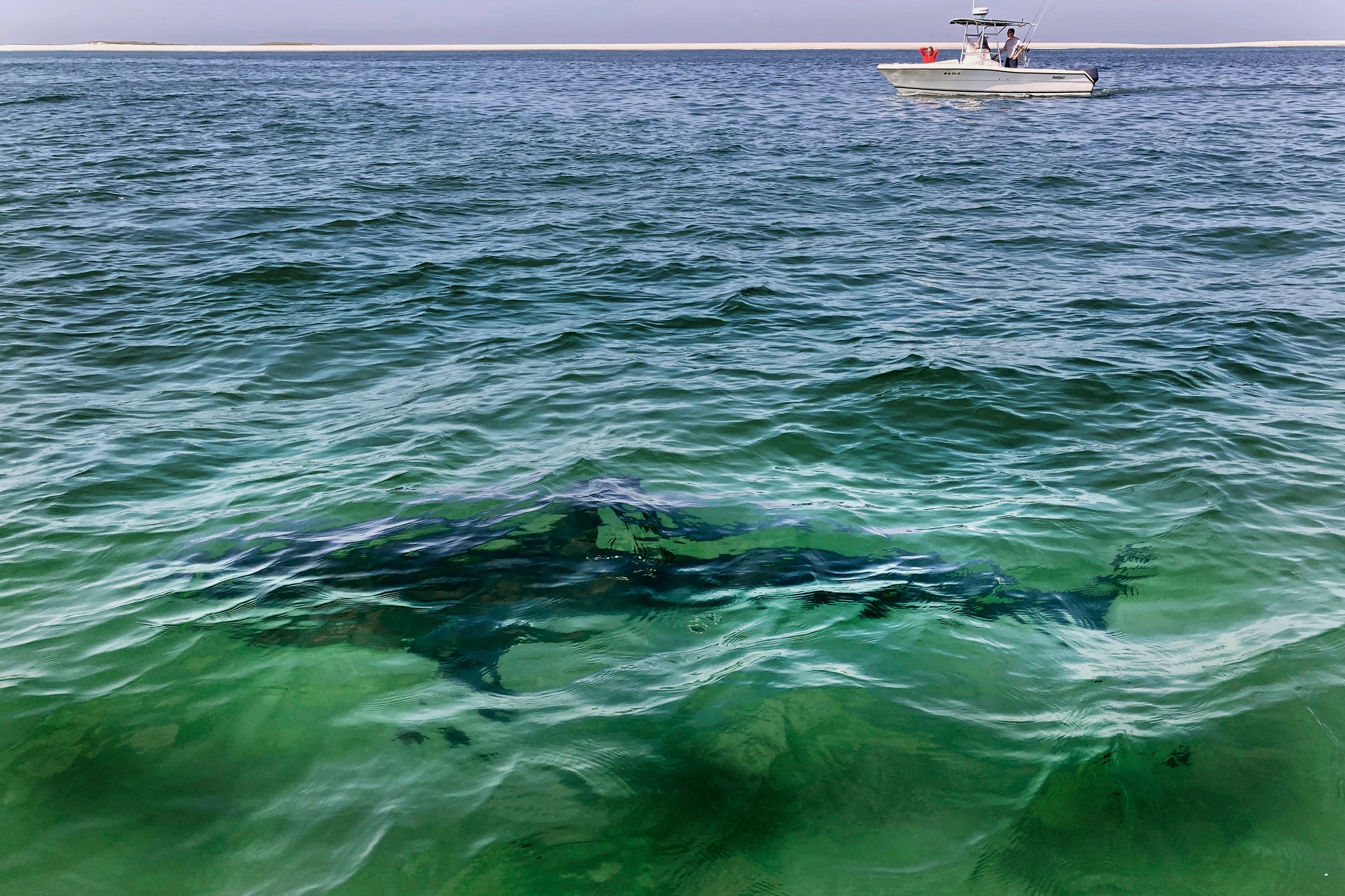 Great white sharks are commonly spotted around Cape Cod