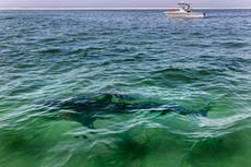 Researchers caution beachgoers ahead of white shark season