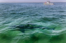 Shark attacks lifeguard during exercise training off the coast of Long Island