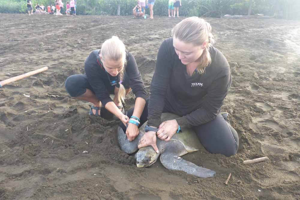 The Great Straw Freakout: How a Marine Biologist's Video of an Injured  Turtle Galvanized the Global Fight Against Single-Use Plastic