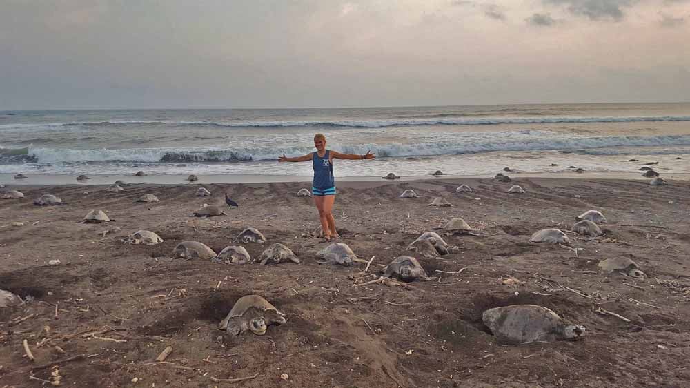 Fundraiser by Chris Figgener : Sea Turtle Research & Conservation