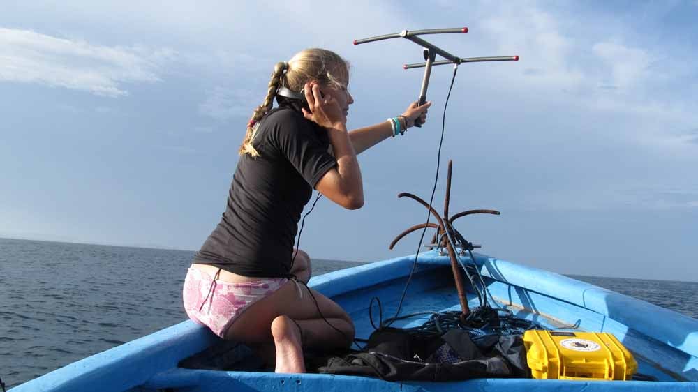 The Great Straw Freakout: How a Marine Biologist's Video of an Injured  Turtle Galvanized the Global Fight Against Single-Use Plastic