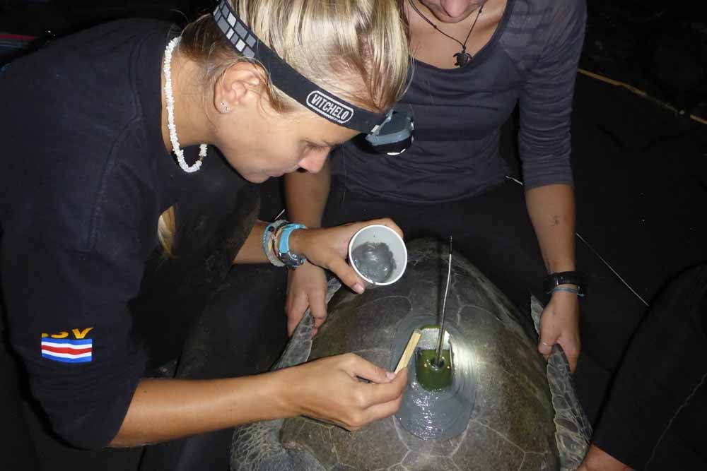 Fundraiser by Chris Figgener : Sea Turtle Research & Conservation