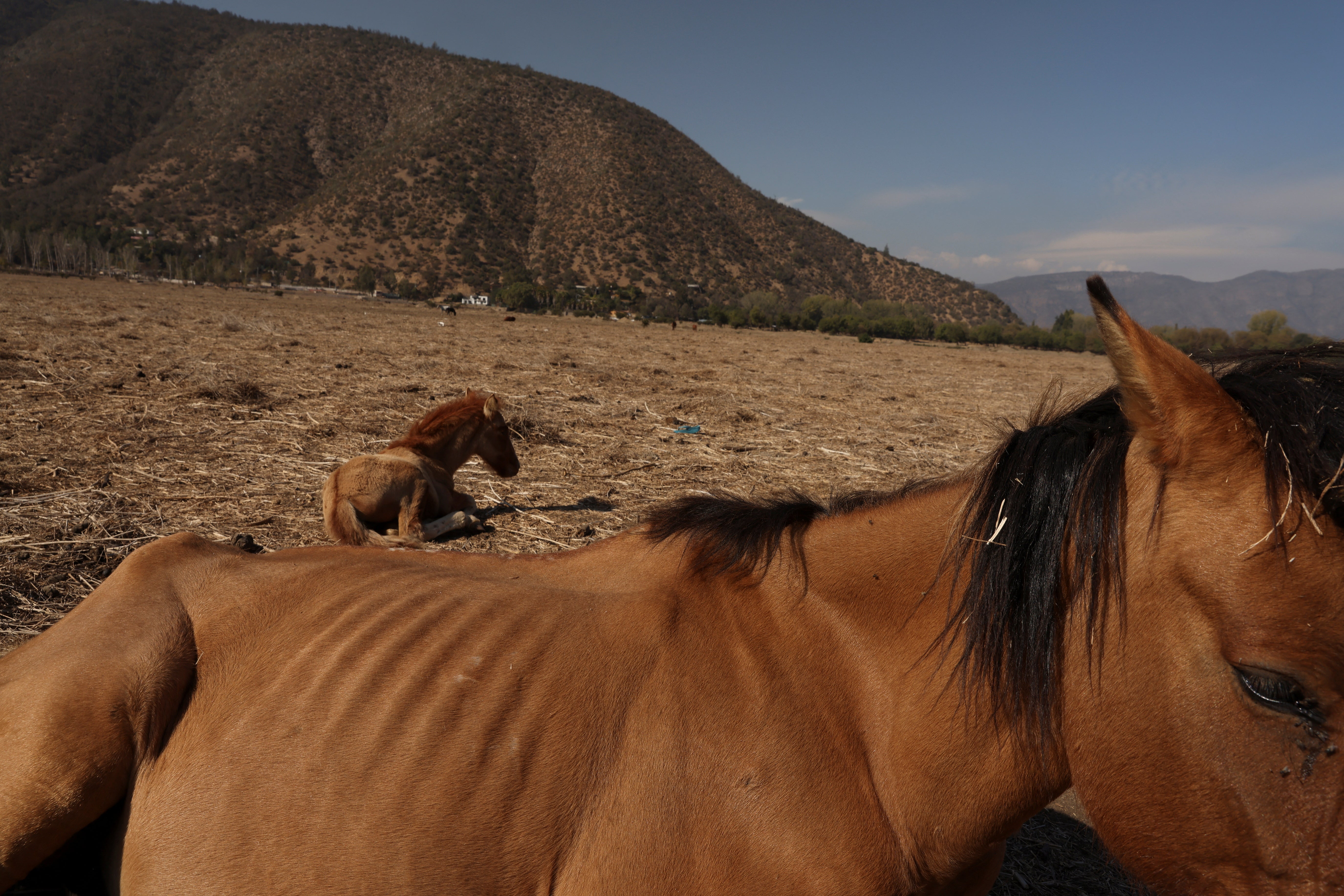 Horses rest on the site of the dried-up Aculeo lagoon at Paine