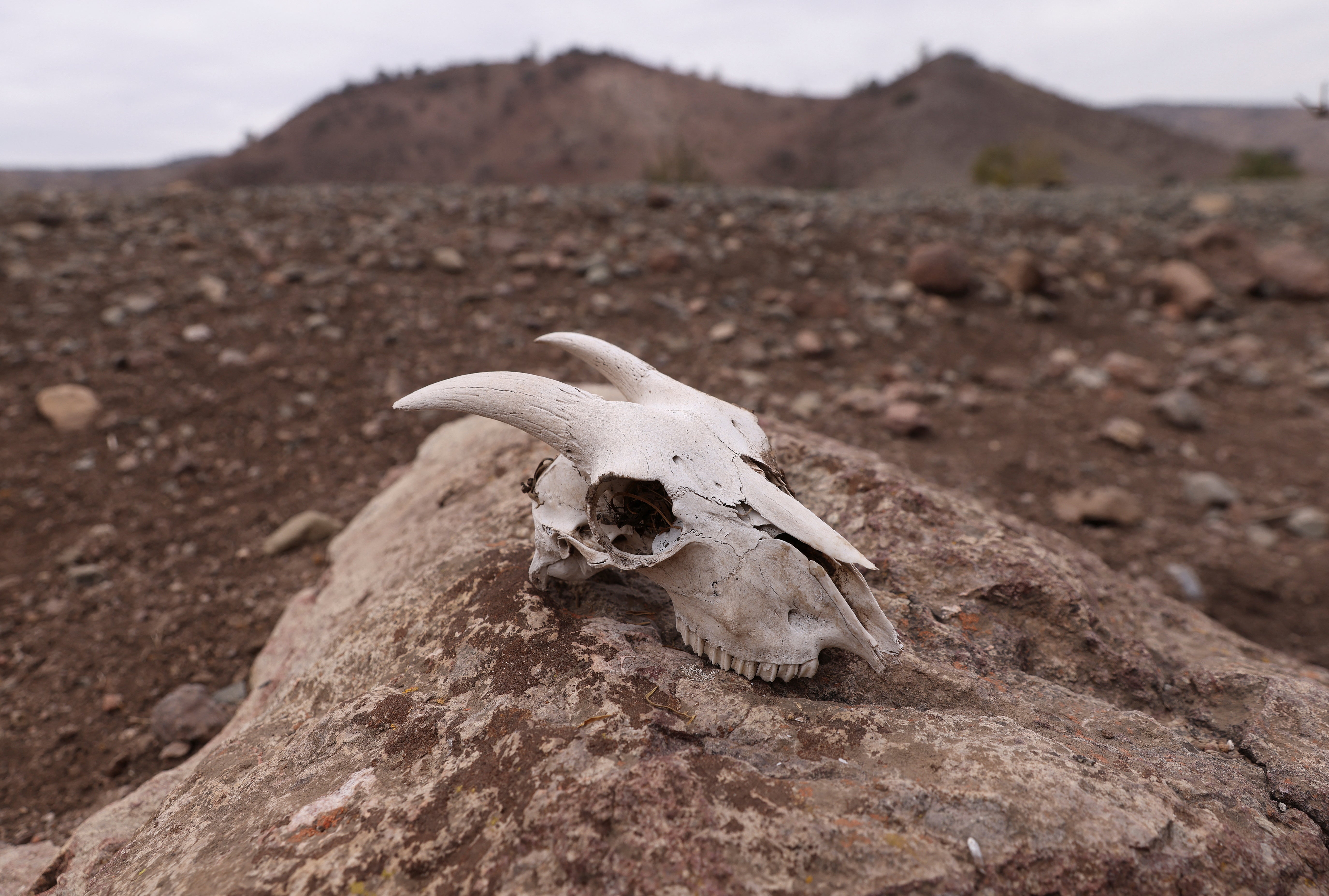 A goat skull at an animal breeder’s farm that has been affected by the lack of water at Montenegro, in Santiago, Chile