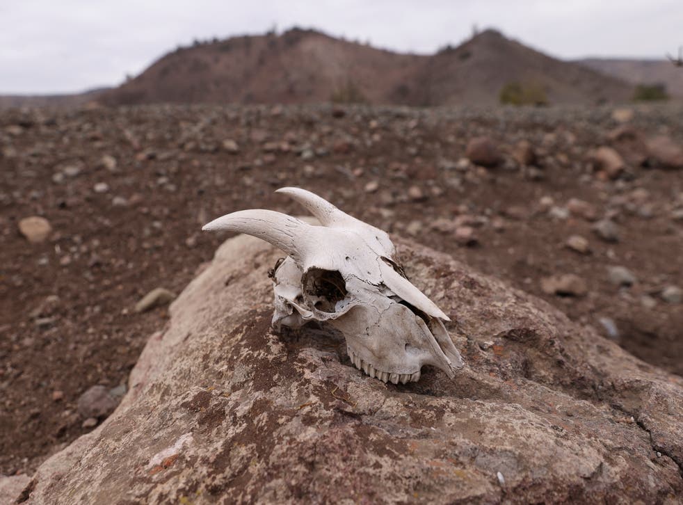 <p>A goat skull at an animal breeder’s farm that has been affected by the lack of water at Montenegro, in Santiago, Chile</p>