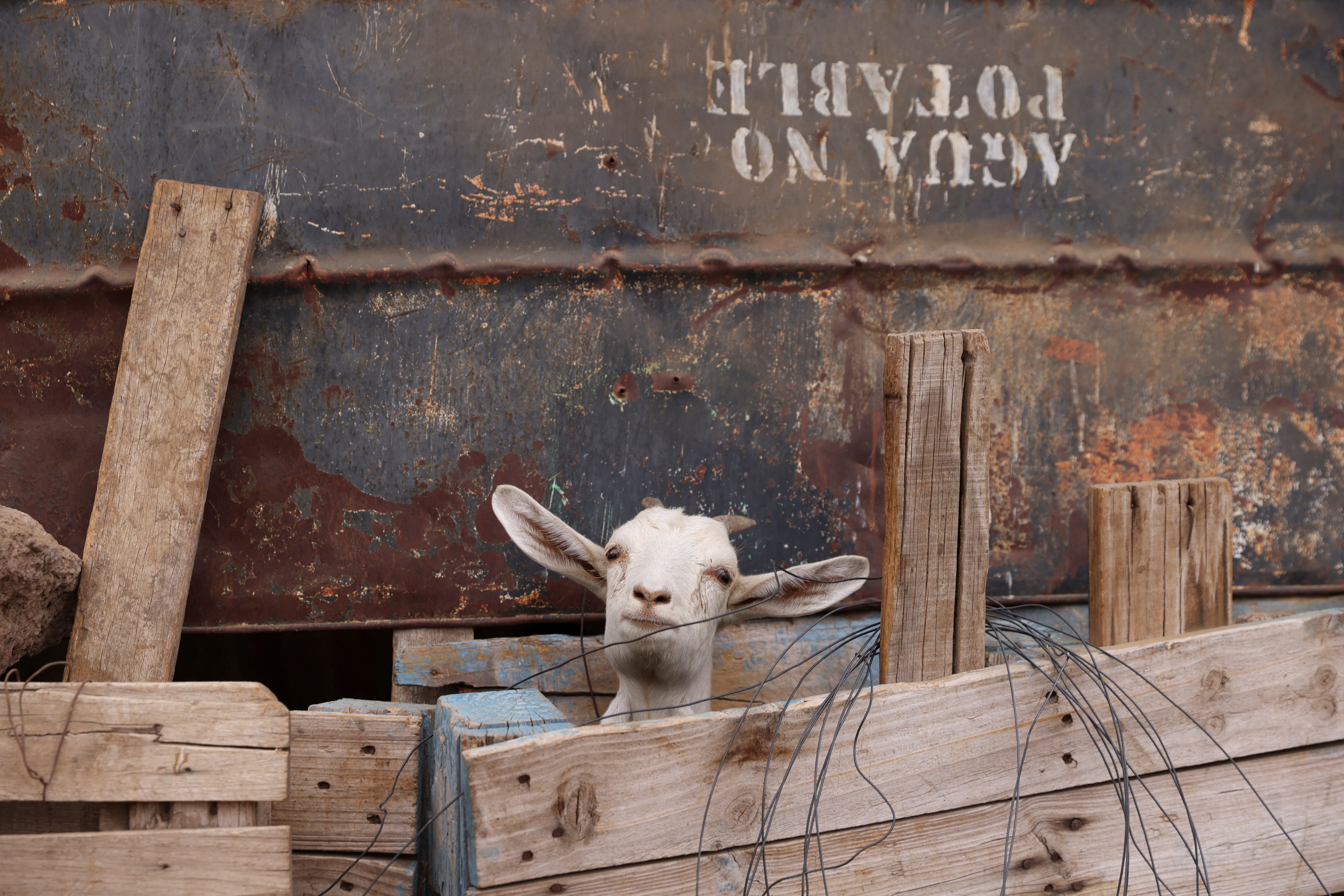 A goat stands next to words reading ‘agua no potable’ (non-potable water) at Segundo Aballay’s farm