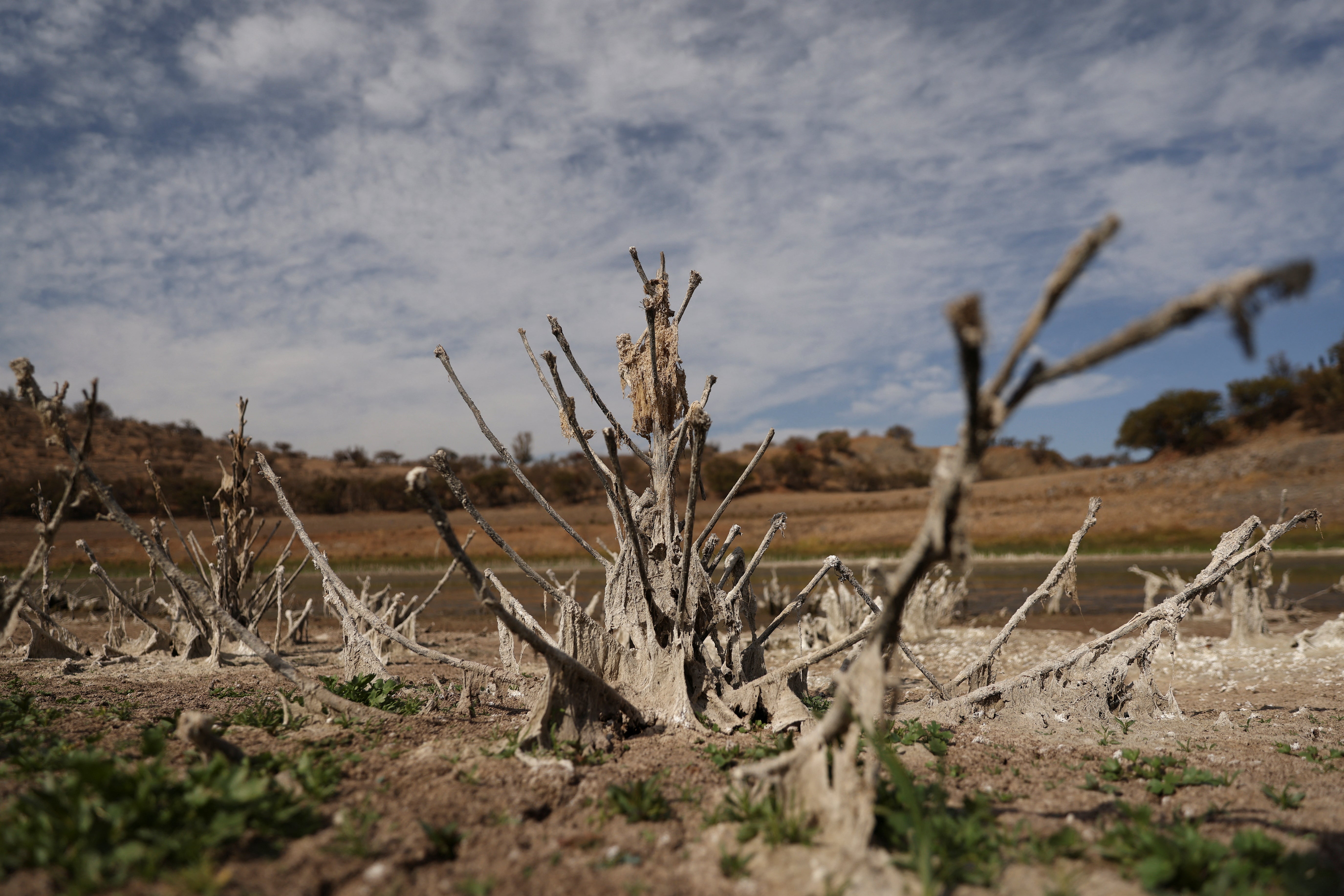 Remains of trees at the dry Runge reservoir at Tiltil in Santiago