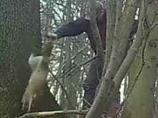Man caught stabbing fox with pitchfork