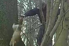 Man caught stabbing fox with pitchfork