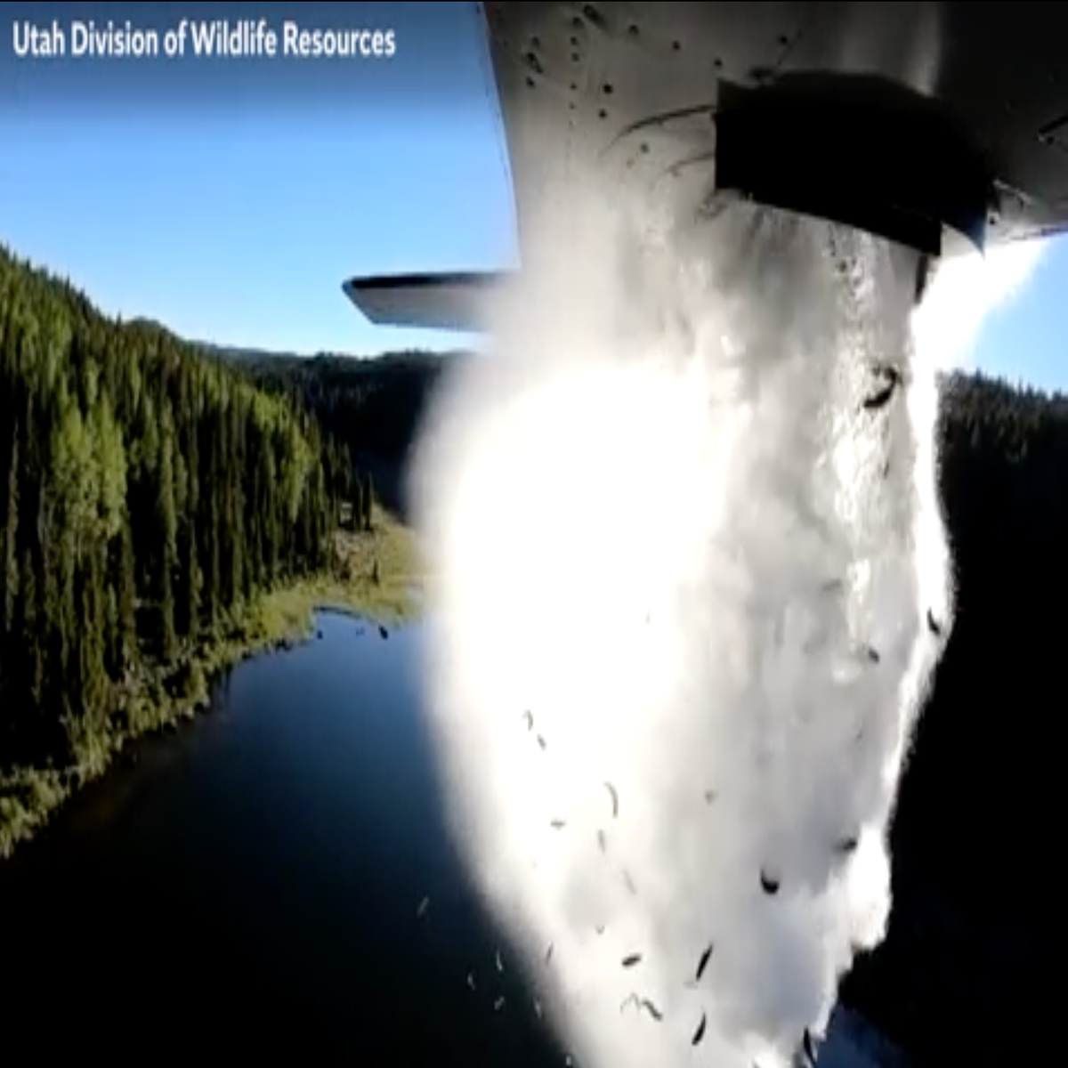 Mesmerizing video shows hundreds of fish being released from back of plane  into lake