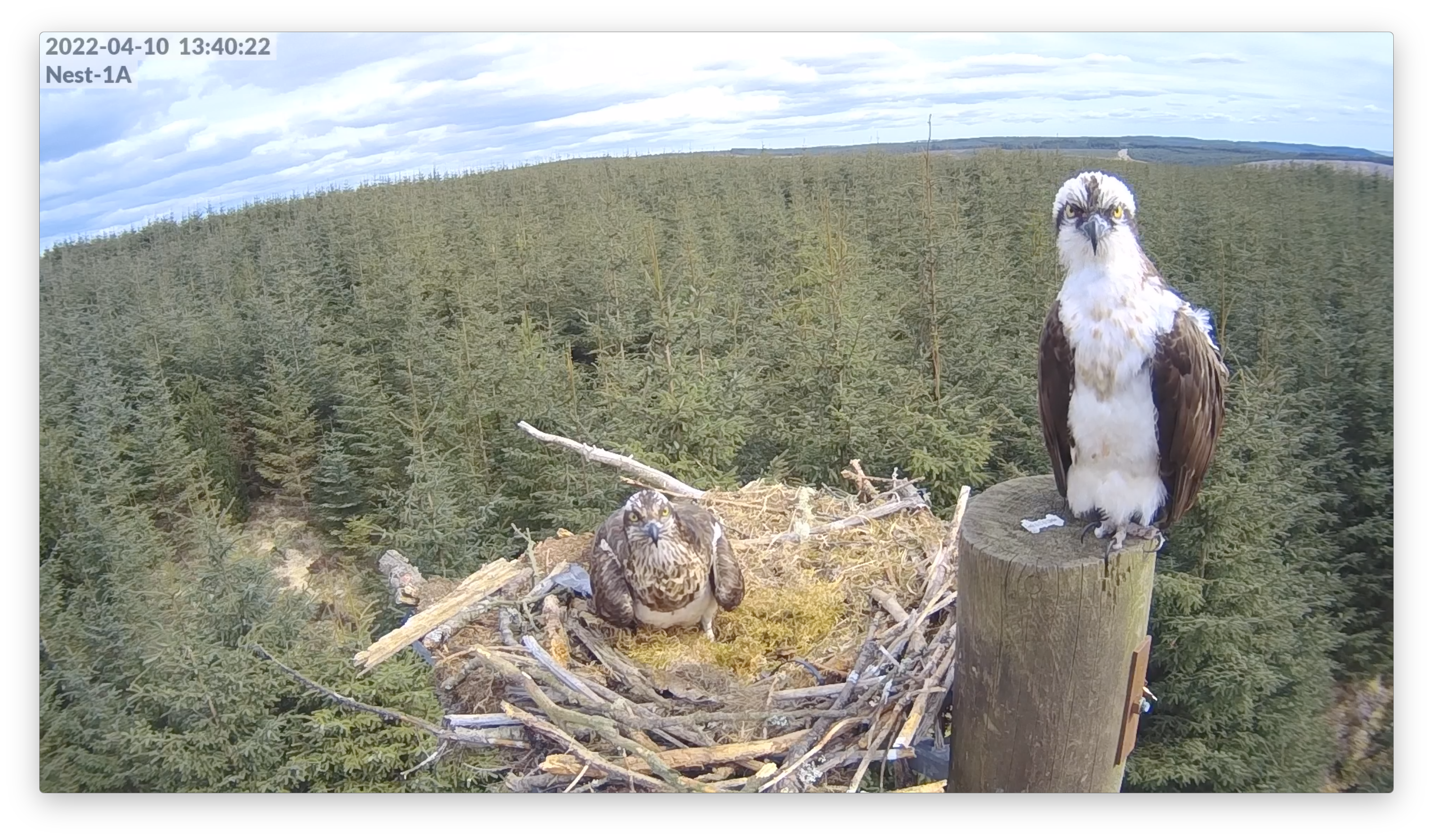 Mr and Mrs YA – the prolific osprey breeders on their nest in Northumberland’s Kielder Forest (Forestry England/PA)