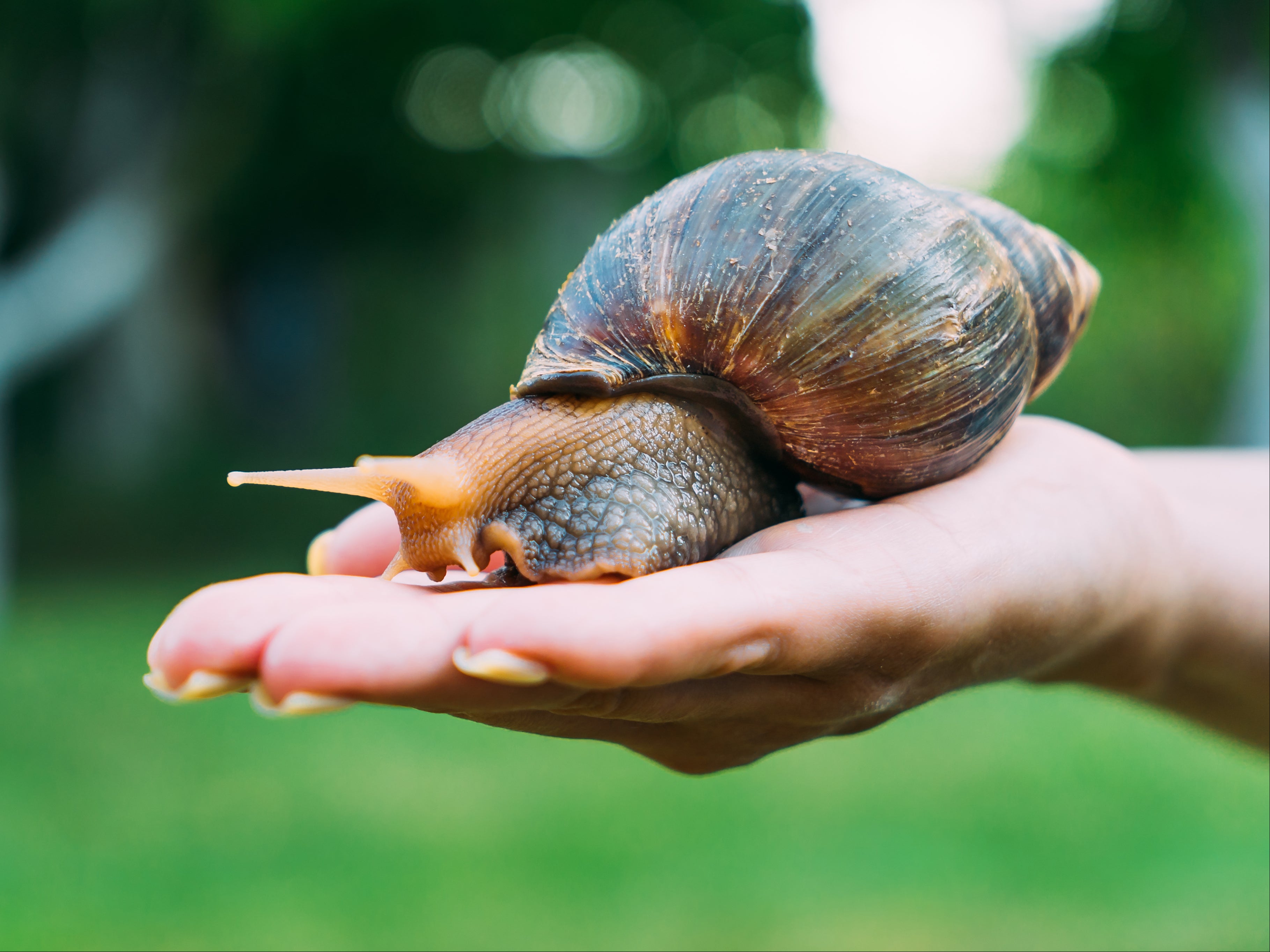 The giant African land snail can grow up to eight inches long