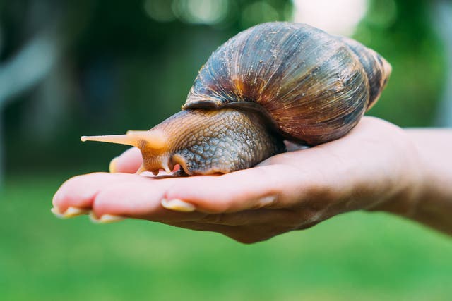 <p>The giant African land snail can grow up to 8 inches long</p>