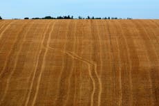 Two fifths of UK arable land used to grow crops for animals, not people – WWF