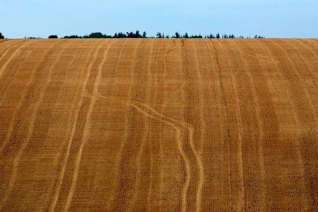 An agricultural field in Hampshire (Jiri Rezac/WWF-UK/PA)
