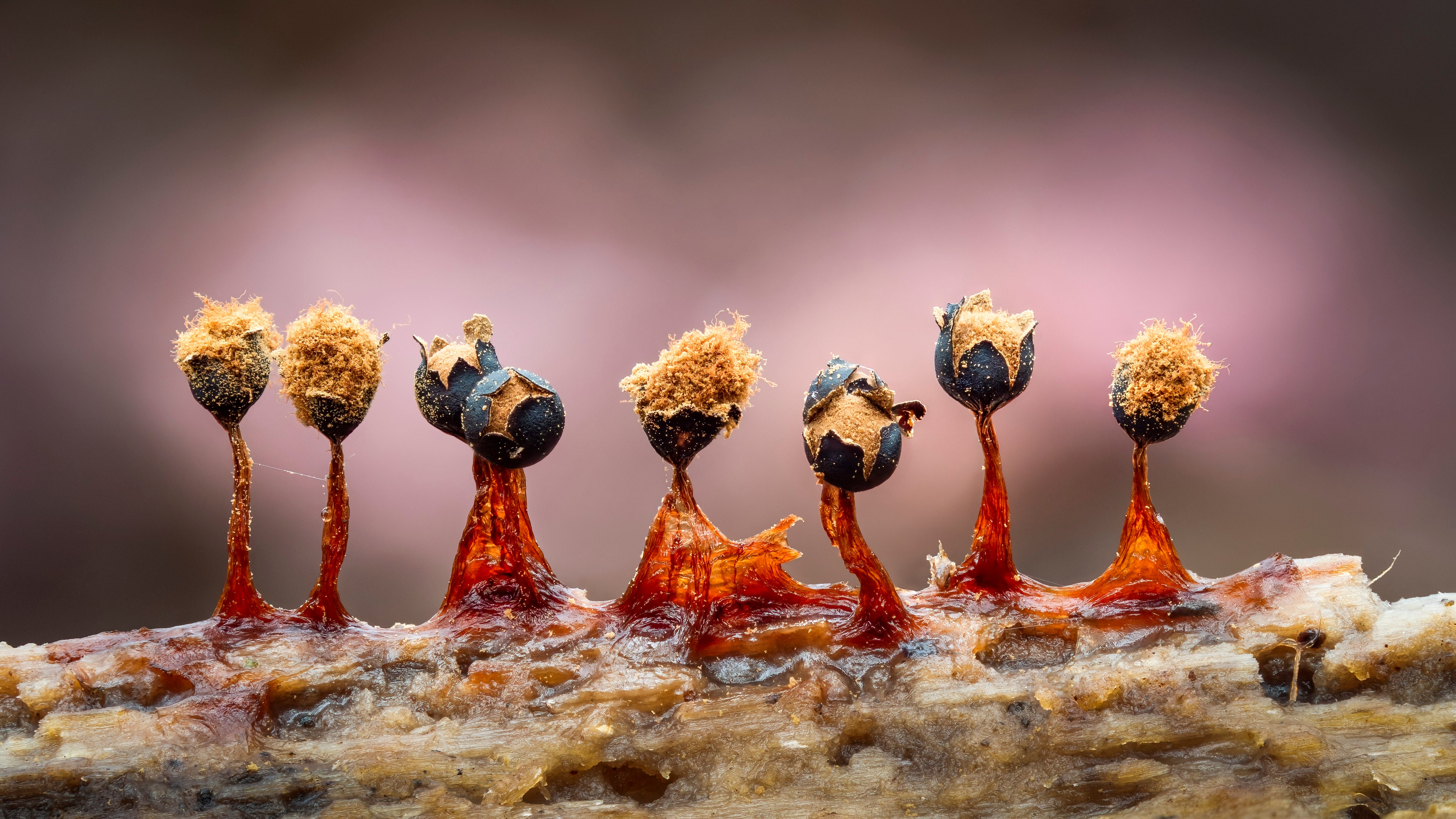 NATURE - Metatrichia florformis slime mould