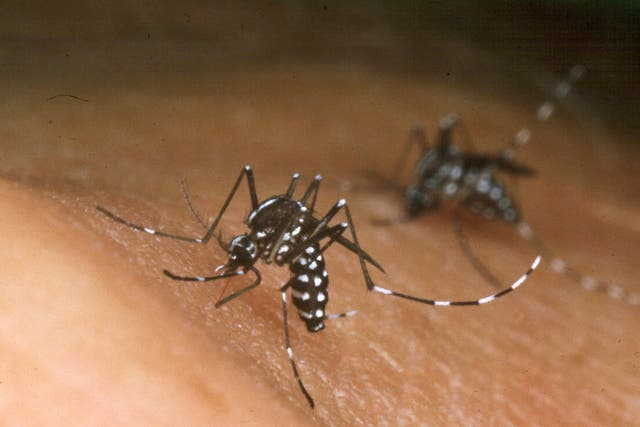 <p>An Asian Tiger mosquito feeds from the blood from a person in an undated photo</p>