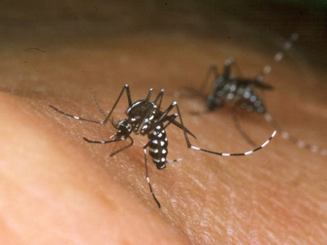 <p>File image:  Asian Tiger mosquito feeds from the blood from a person</p>