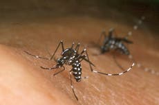 Viruses make people more attractive to mosquitoes, study finds