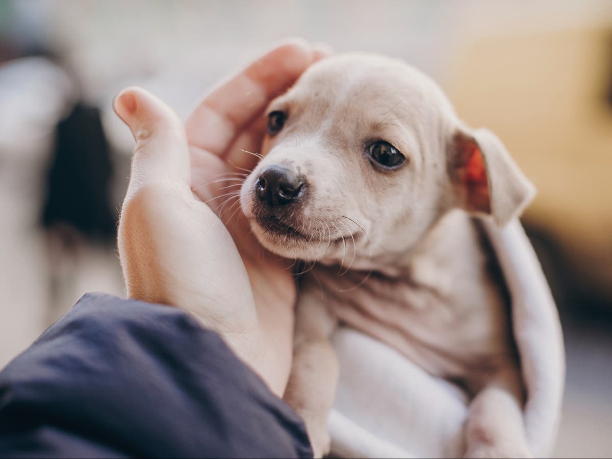 are dogs and wolves genetically identical