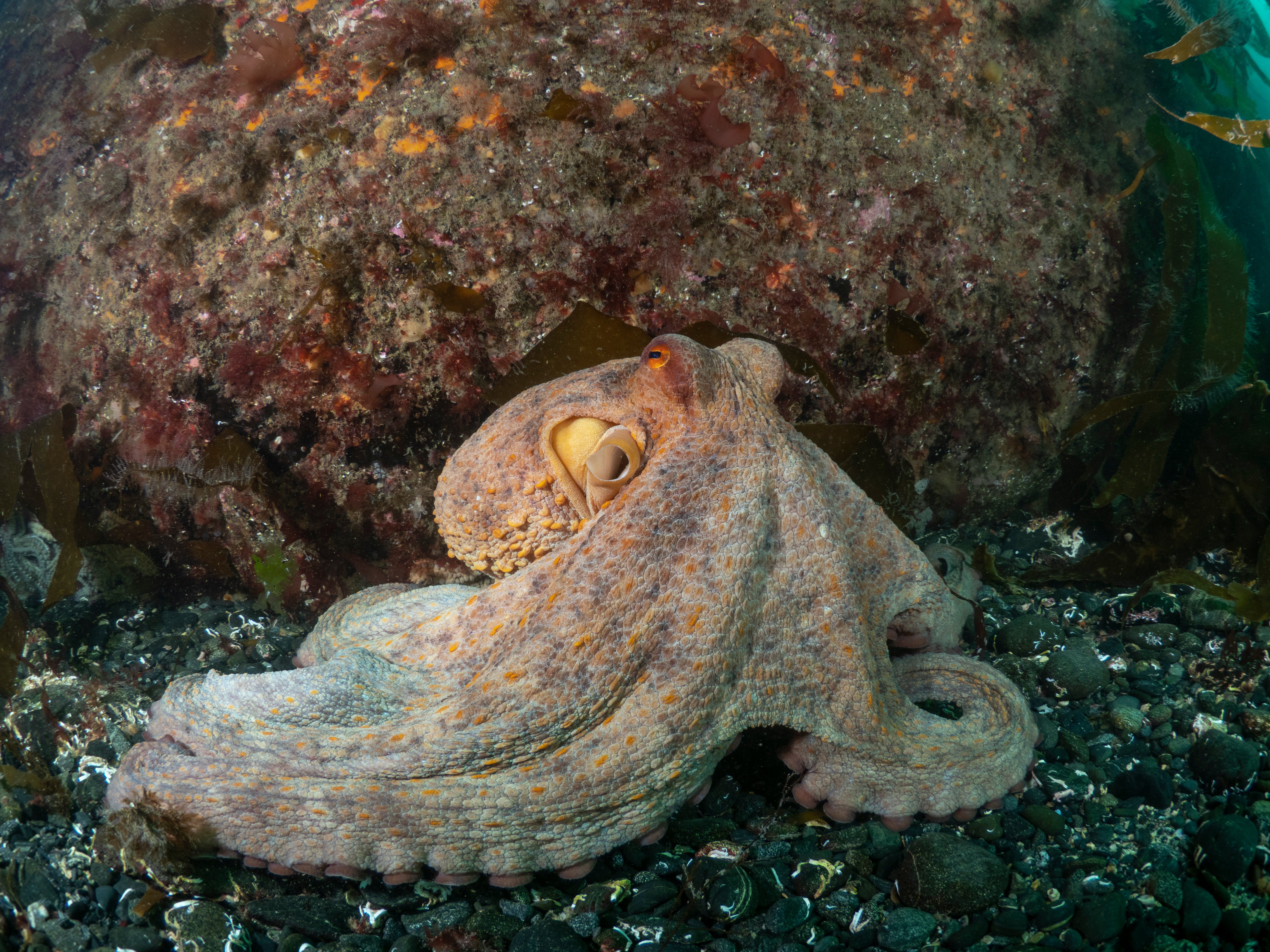 Common octopus seen on the Lizard Peninsula in June 2022