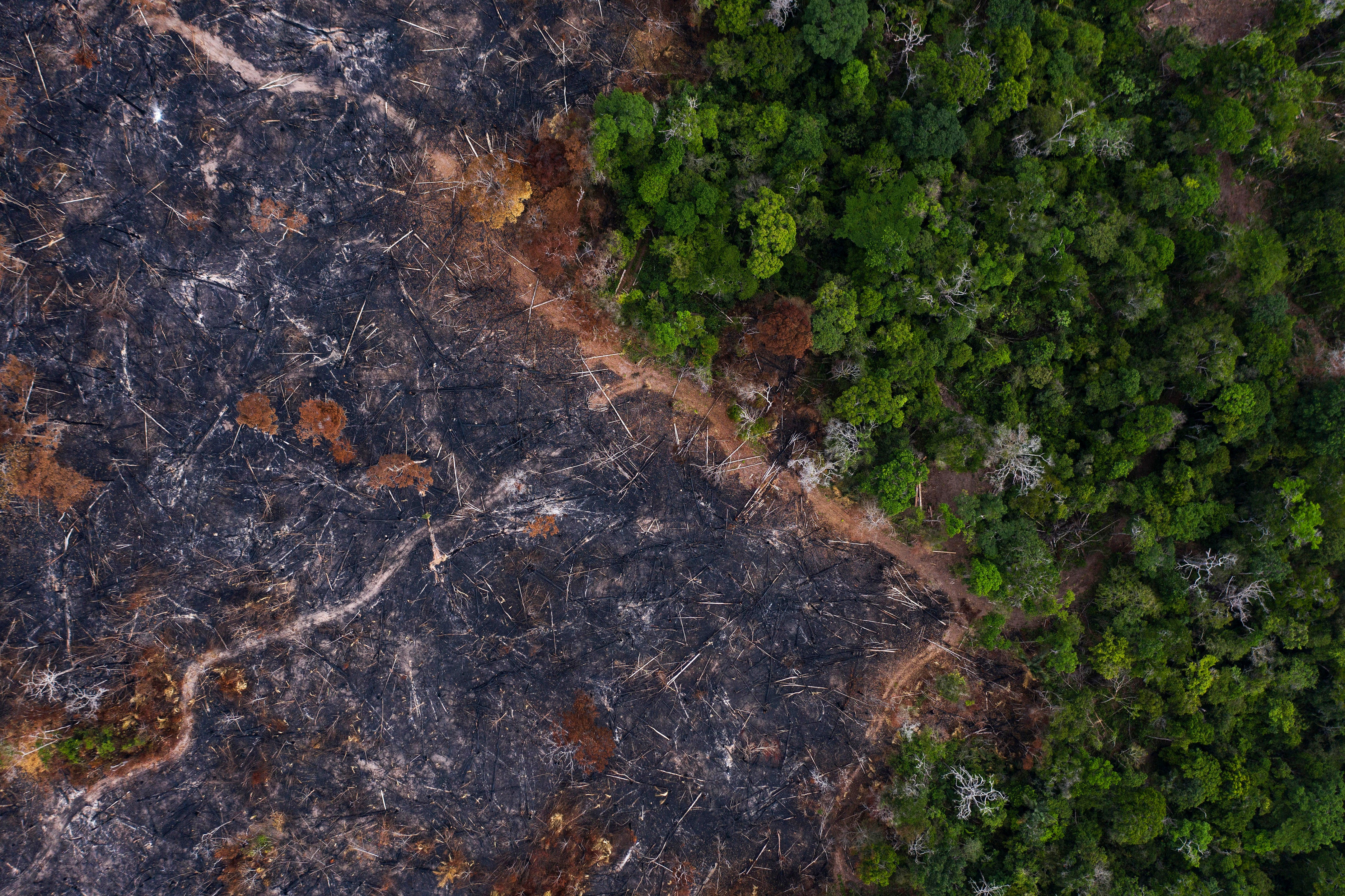 Trees stand alongside a burned area, left, of the Amazon rainforest in Prainha, Para state, Brazil
