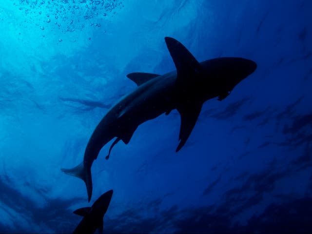 Se ve un tiburón de punta negra nadando durante una inmersión con cebo en Umkomaas, cerca de Durban, Sudáfrica, el 10 de diciembre de 2020.